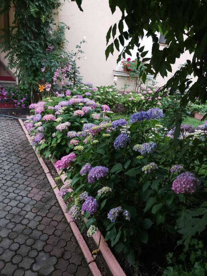 Vila Cerbul Albastru Hotel Moneasa Buitenkant foto