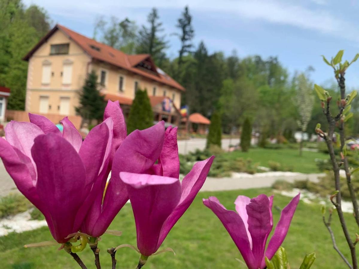 Vila Cerbul Albastru Hotel Moneasa Buitenkant foto